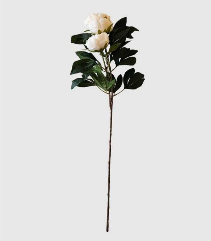 Peonia Flor Color Crema