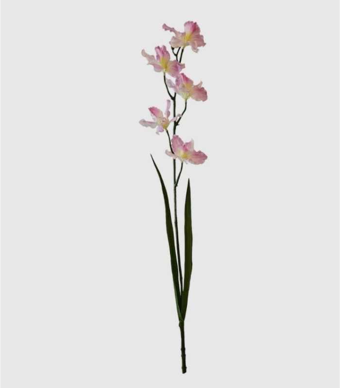 Pink Calathea Orchid