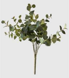 Eucalyptus tak