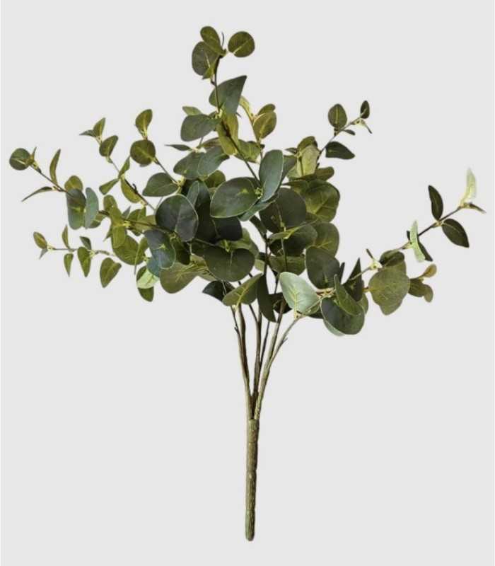 Eucalyptus tak