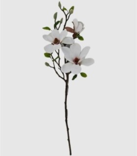 Witte magnolia bloem