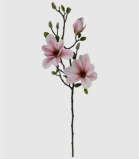 Roze magnolia bloem
