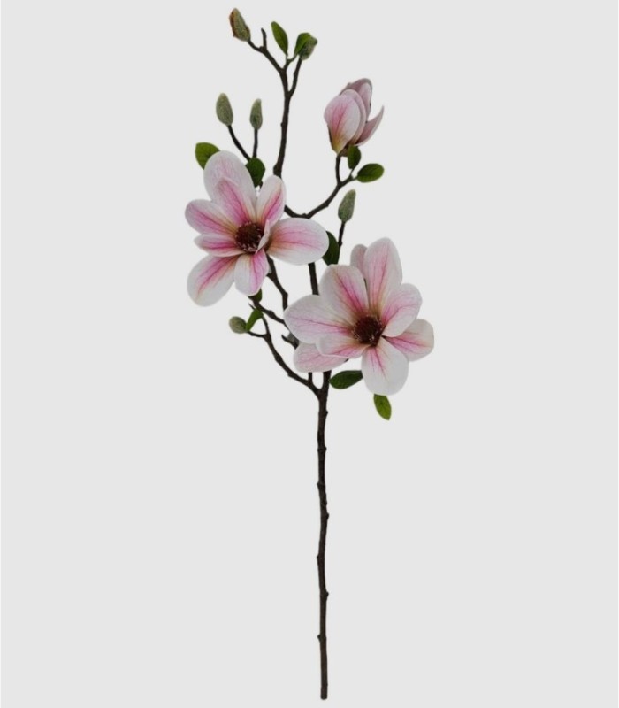 Roze magnolia bloem