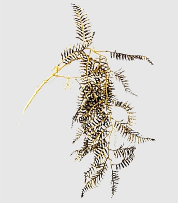 Rama hojas edhel negro oro