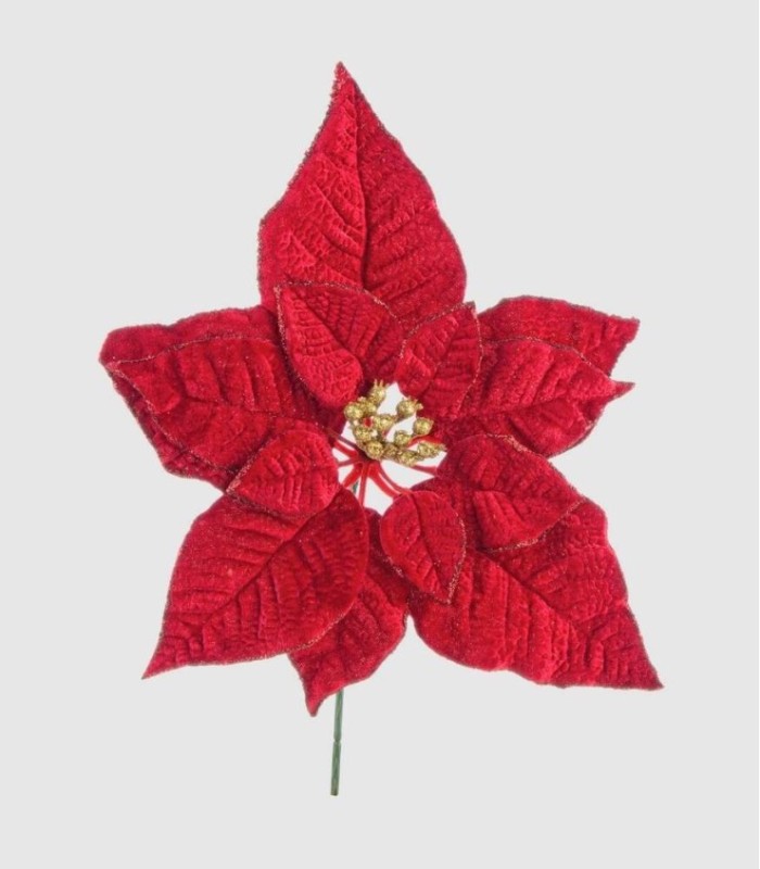 Flor hojas poinsettia roja