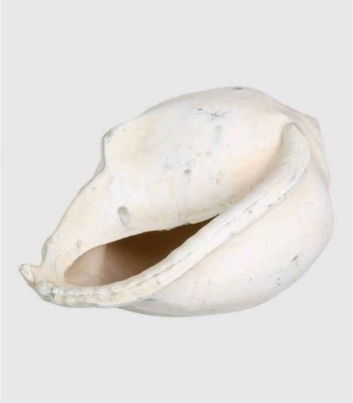 Shell-shaped terracotta figure