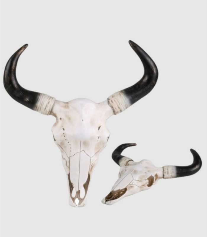 Natural Living Cow Skull
