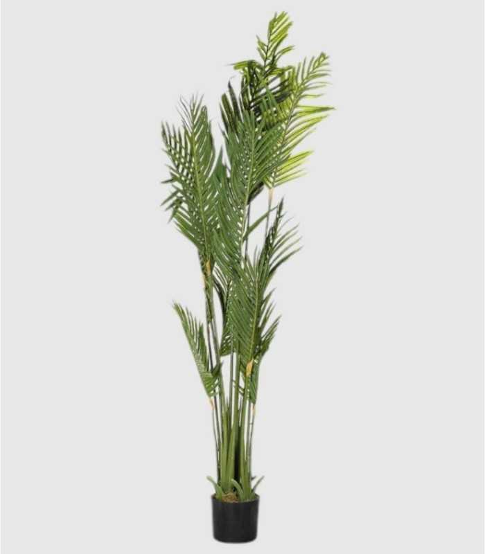 Groene palmplant