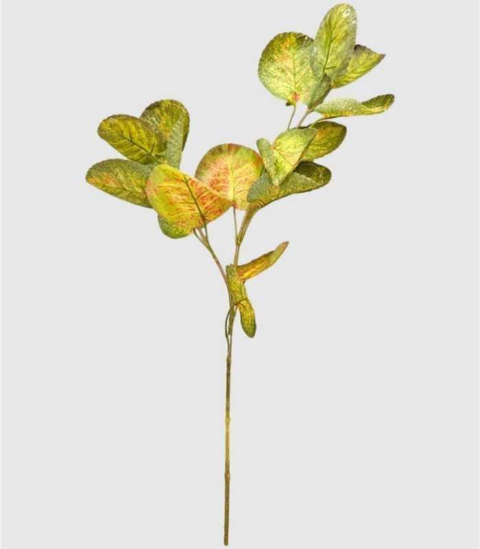 Branch of Large Leaves