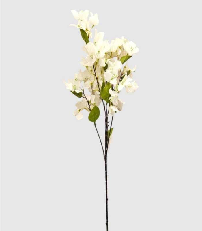 Witte bougainvillea bloem