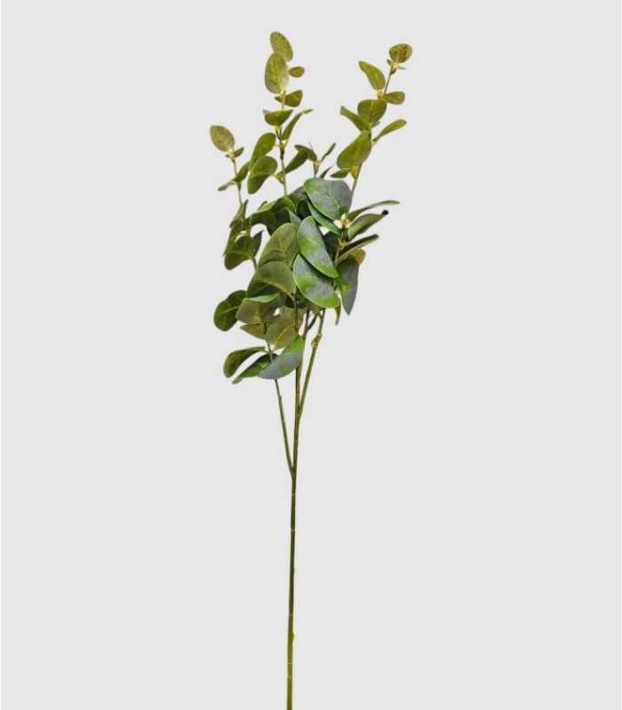 Eucalyptus tak