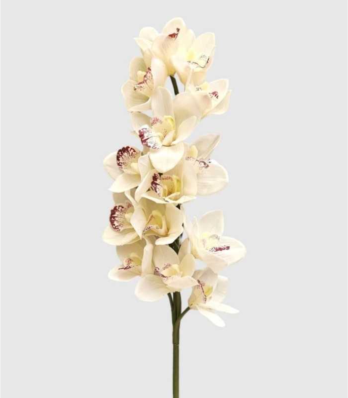 Cymbidium Flower Stalk