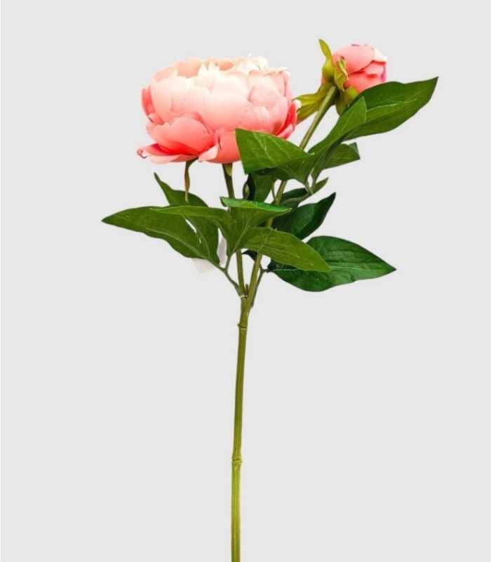 Roze pioenroos