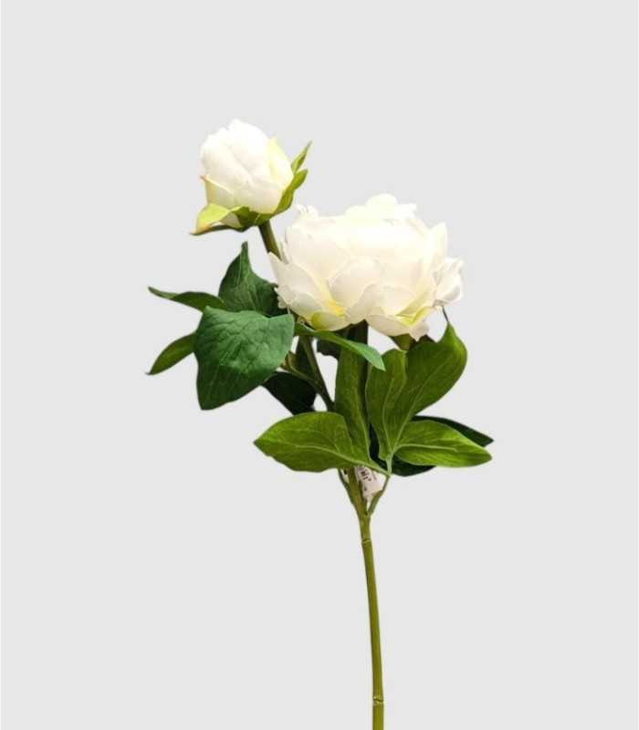 Crème pioenroos